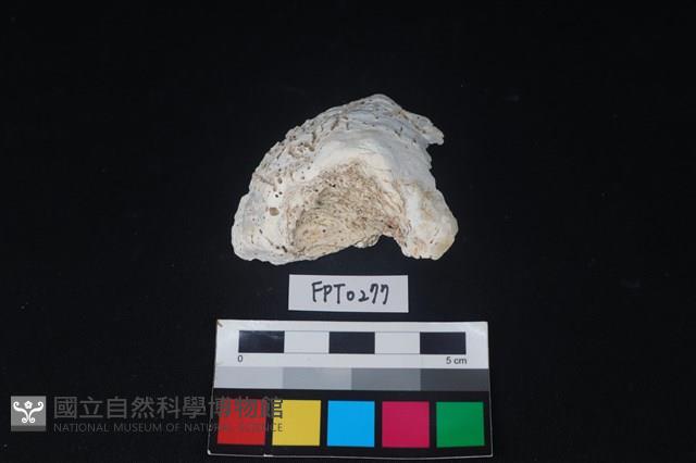 貝殼藏品圖，第2張