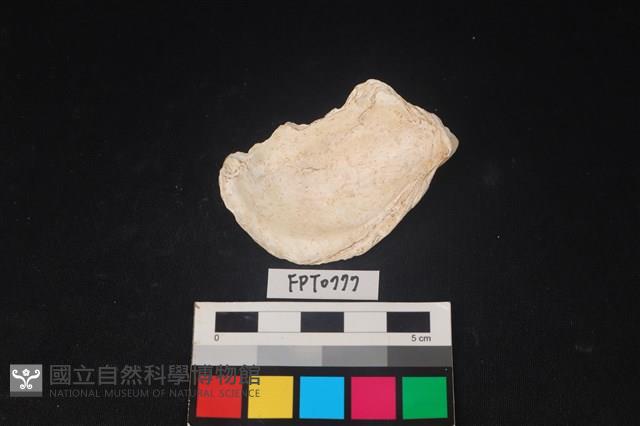 貝殼藏品圖，第2張