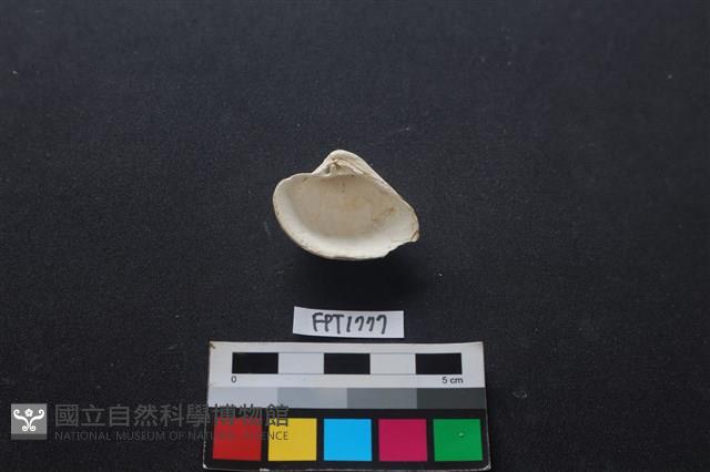 貝殼藏品圖，第2張
