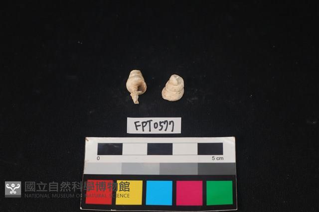 貝殼藏品圖，第2張