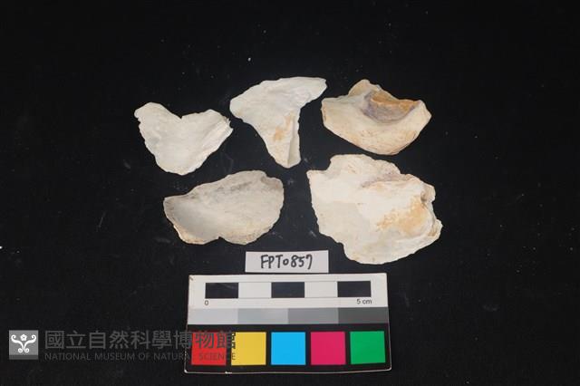 貝殼藏品圖，第2張