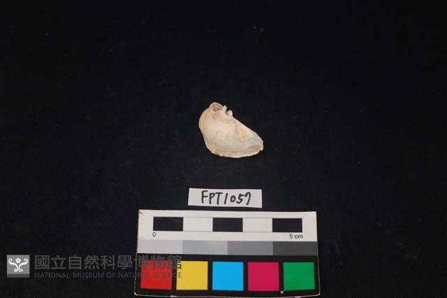 貝殼藏品圖，第2張