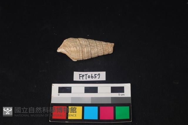 貝殼藏品圖，第2張