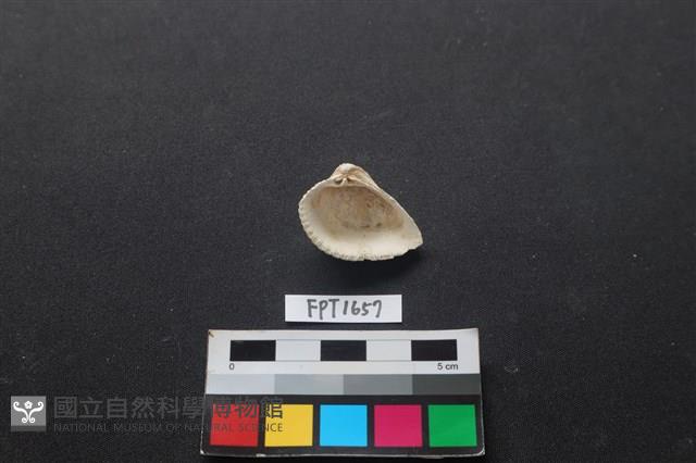 貝殼藏品圖，第2張