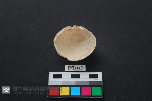 貝殼藏品圖，第2張
