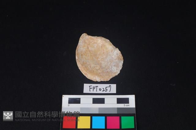 貝殼藏品圖，第2張