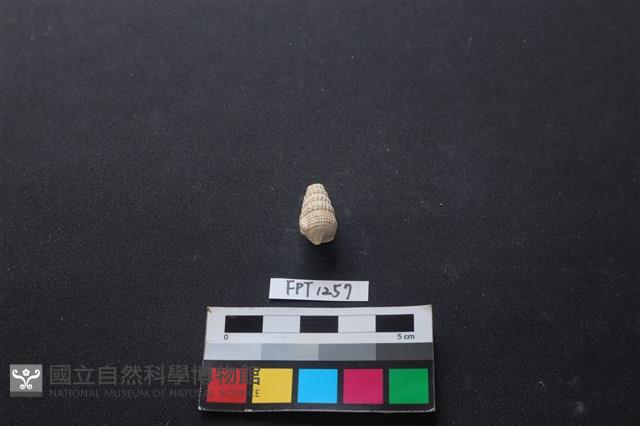 貝殼藏品圖，第2張