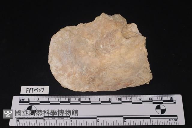 貝殼藏品圖，第2張