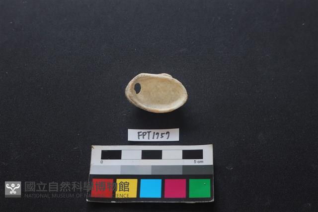 貝殼藏品圖，第2張