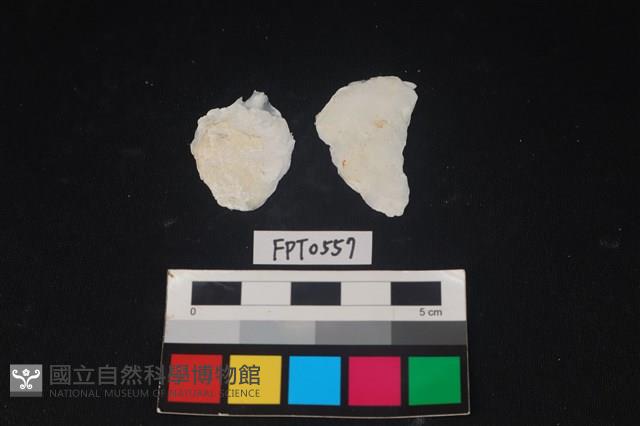 貝殼藏品圖，第2張