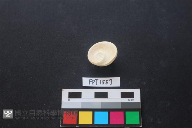 貝殼藏品圖，第2張