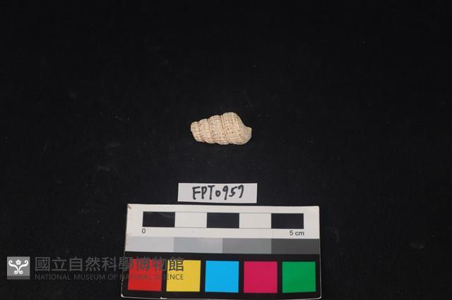 貝殼藏品圖，第2張