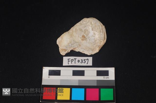 貝殼藏品圖，第2張