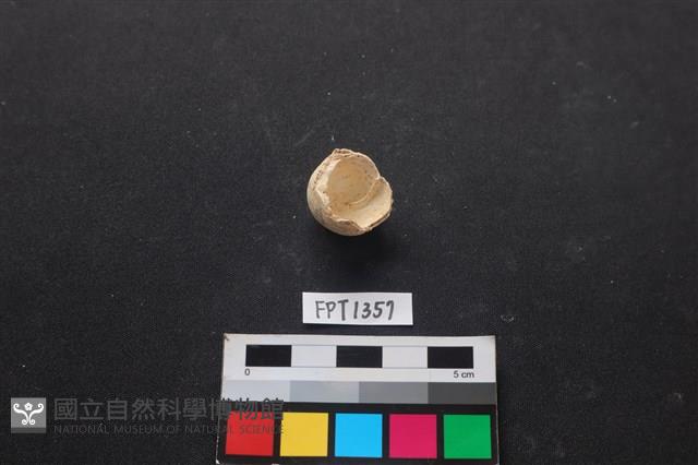 貝殼藏品圖，第2張