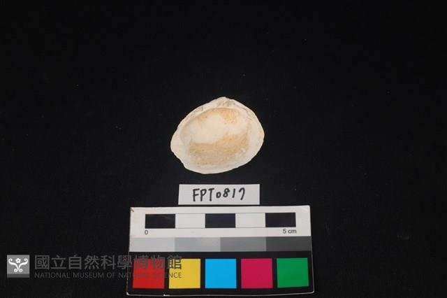 貝殼藏品圖，第2張