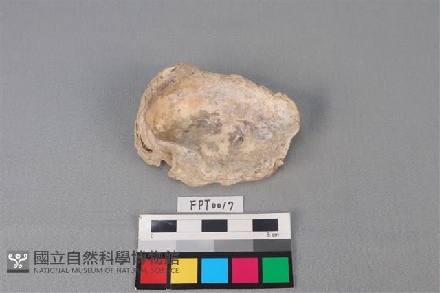 貝殼藏品圖，第2張
