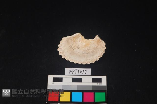 貝殼藏品圖，第2張