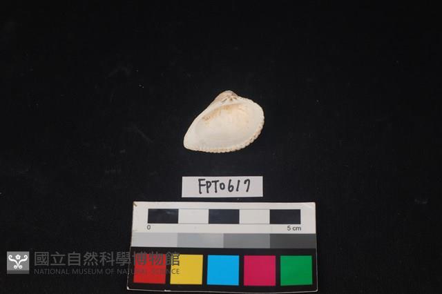 貝殼藏品圖，第2張