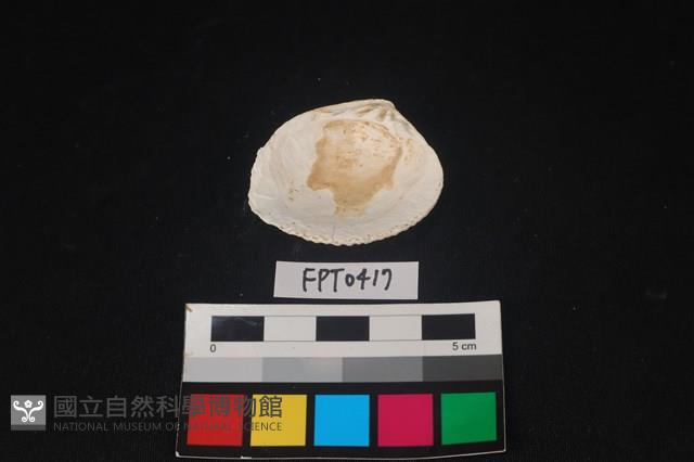 貝殼藏品圖，第2張
