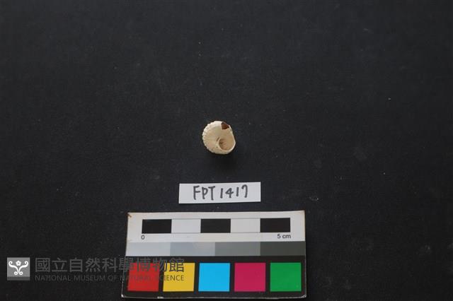 貝殼藏品圖，第2張