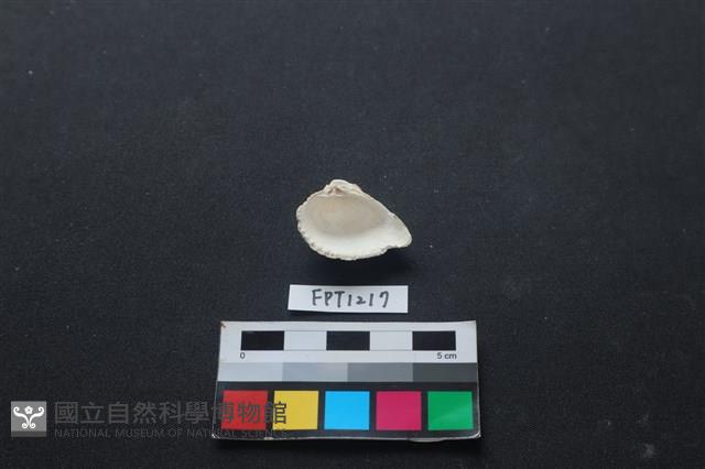 貝殼藏品圖，第2張