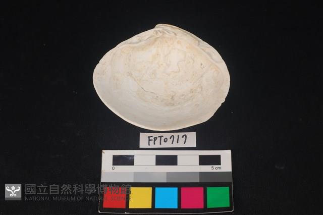 貝殼藏品圖，第2張