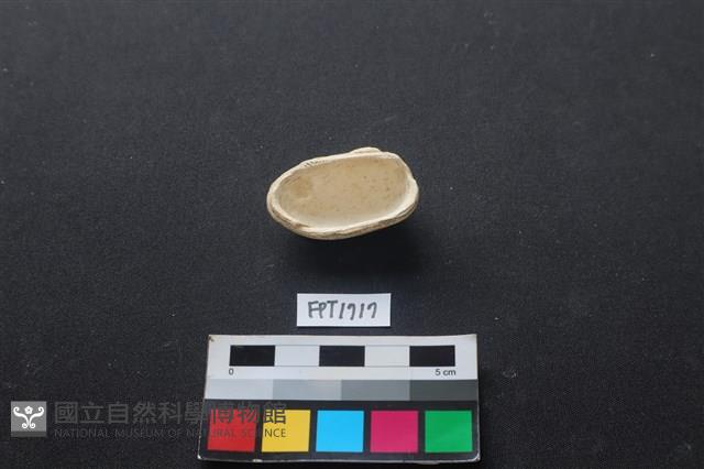 貝殼藏品圖，第2張