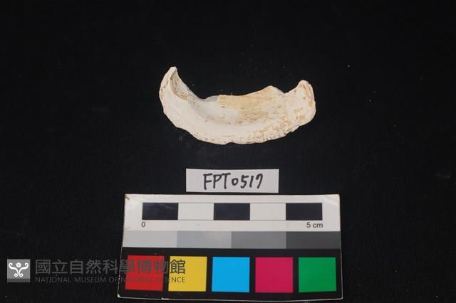 貝殼藏品圖，第2張