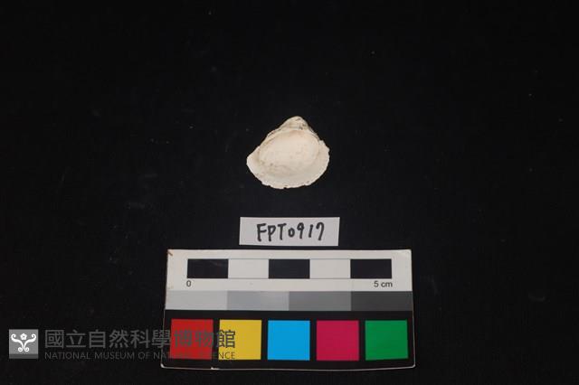 貝殼藏品圖，第2張