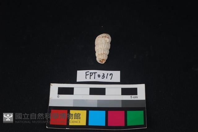 貝殼藏品圖，第2張