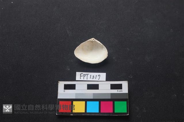 貝殼藏品圖，第2張