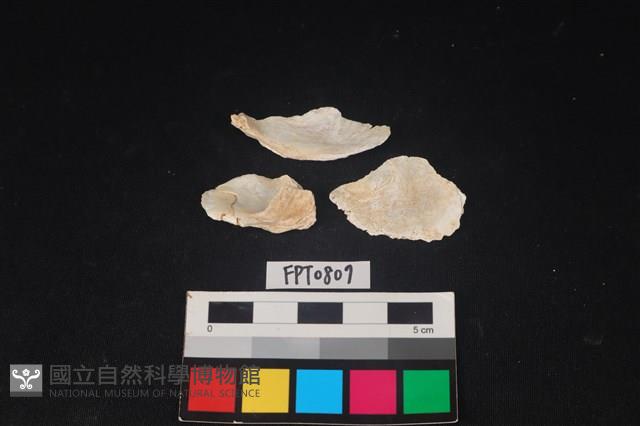 貝殼藏品圖，第2張