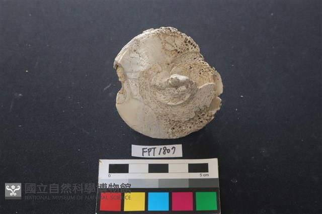 貝殼藏品圖，第2張