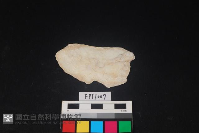 貝殼藏品圖，第2張
