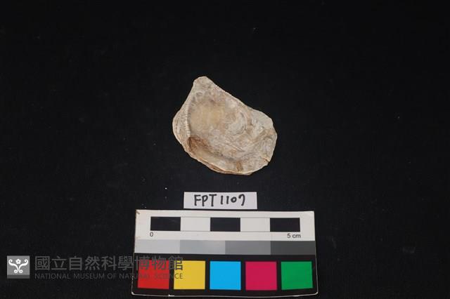 貝殼藏品圖，第2張