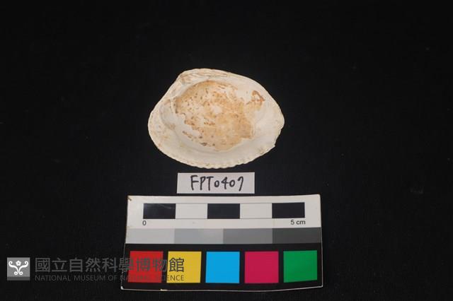 貝殼藏品圖，第2張