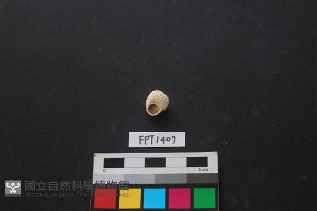 貝殼藏品圖，第2張