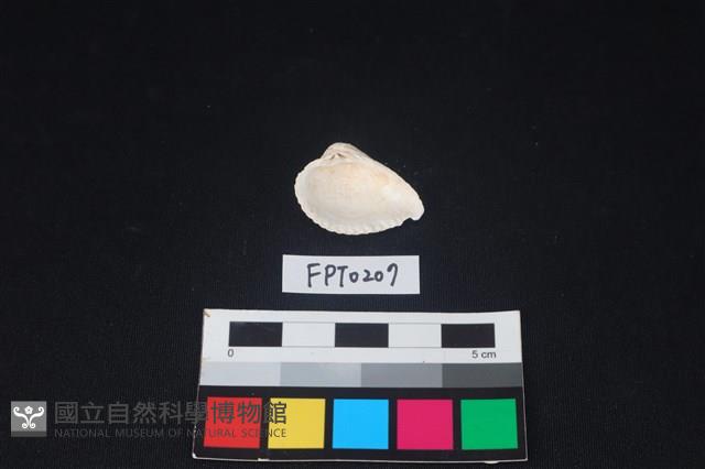 貝殼藏品圖，第2張