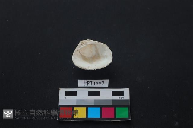 貝殼藏品圖，第2張