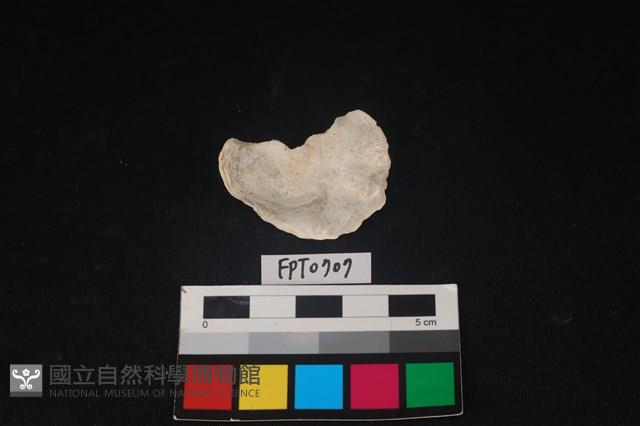 貝殼藏品圖，第2張