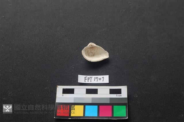 貝殼藏品圖，第2張