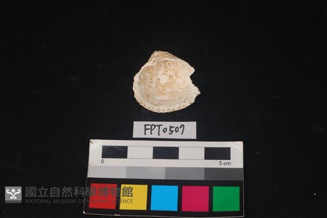 貝殼藏品圖，第2張