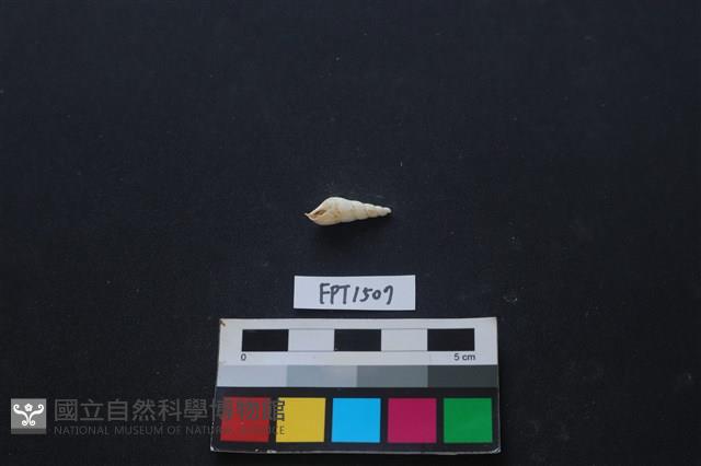 貝殼藏品圖，第2張