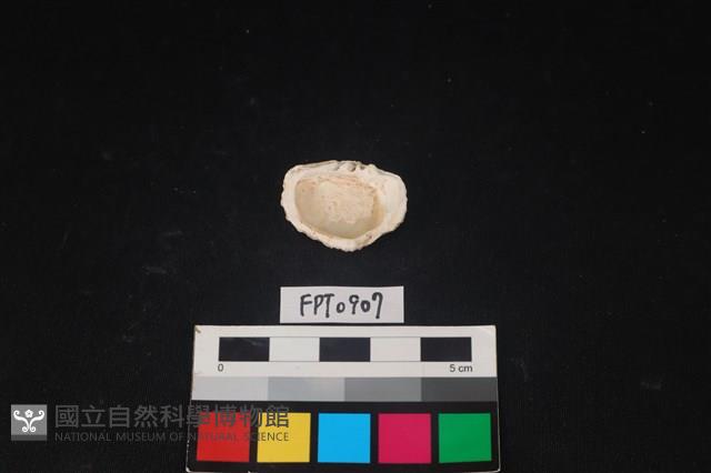 貝殼藏品圖，第2張