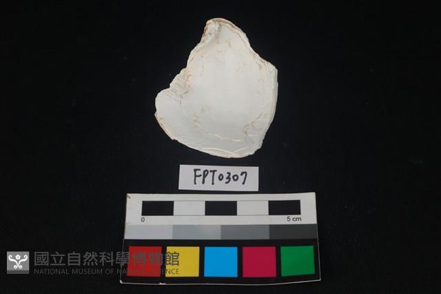 貝殼藏品圖，第2張