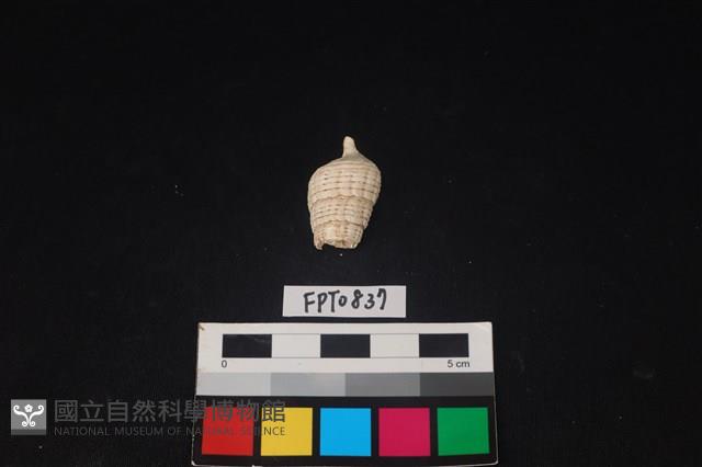 貝殼藏品圖，第2張