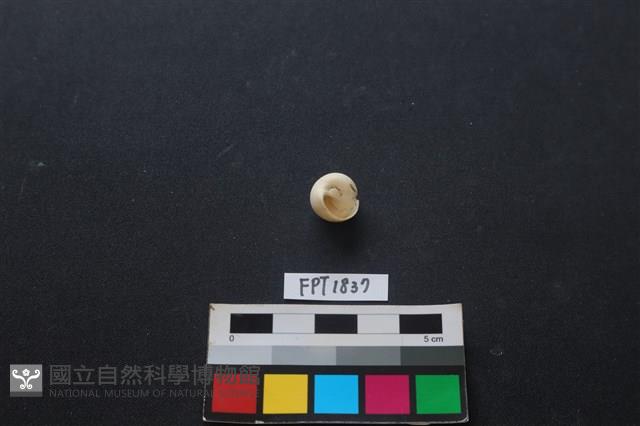 貝殼藏品圖，第2張