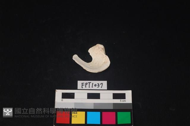 貝殼藏品圖，第2張
