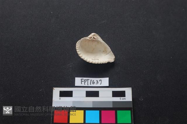 貝殼藏品圖，第2張