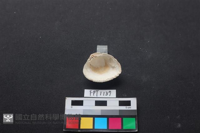 貝殼藏品圖，第2張